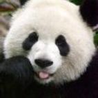Avatar of DanielDarling
