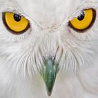 Avatar of White.Owl