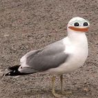 Avatar of Kari Laita