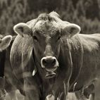 Avatar of milka inegi